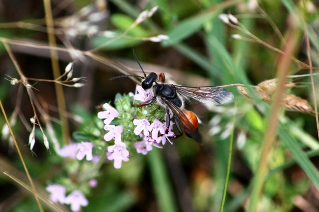 Sphex sp.. Forse, S. funerarius